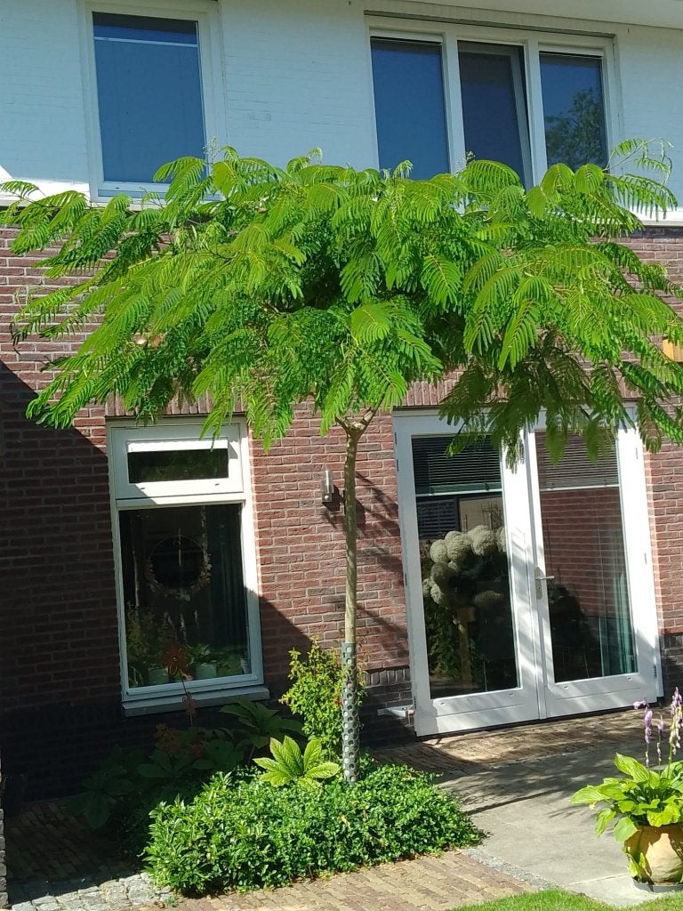 BOOM Albizia julibrissin Perzische slaapboom rood exotisch, Overige soorten, Volle zon, Vaste plant, Ophalen of Verzenden