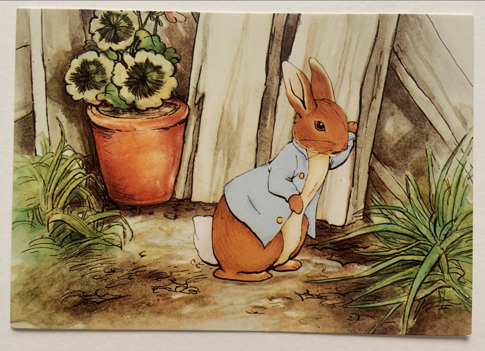 Pieter Konijn in de tuin, Ophalen of Verzenden, 1980 tot heden, Ongelopen