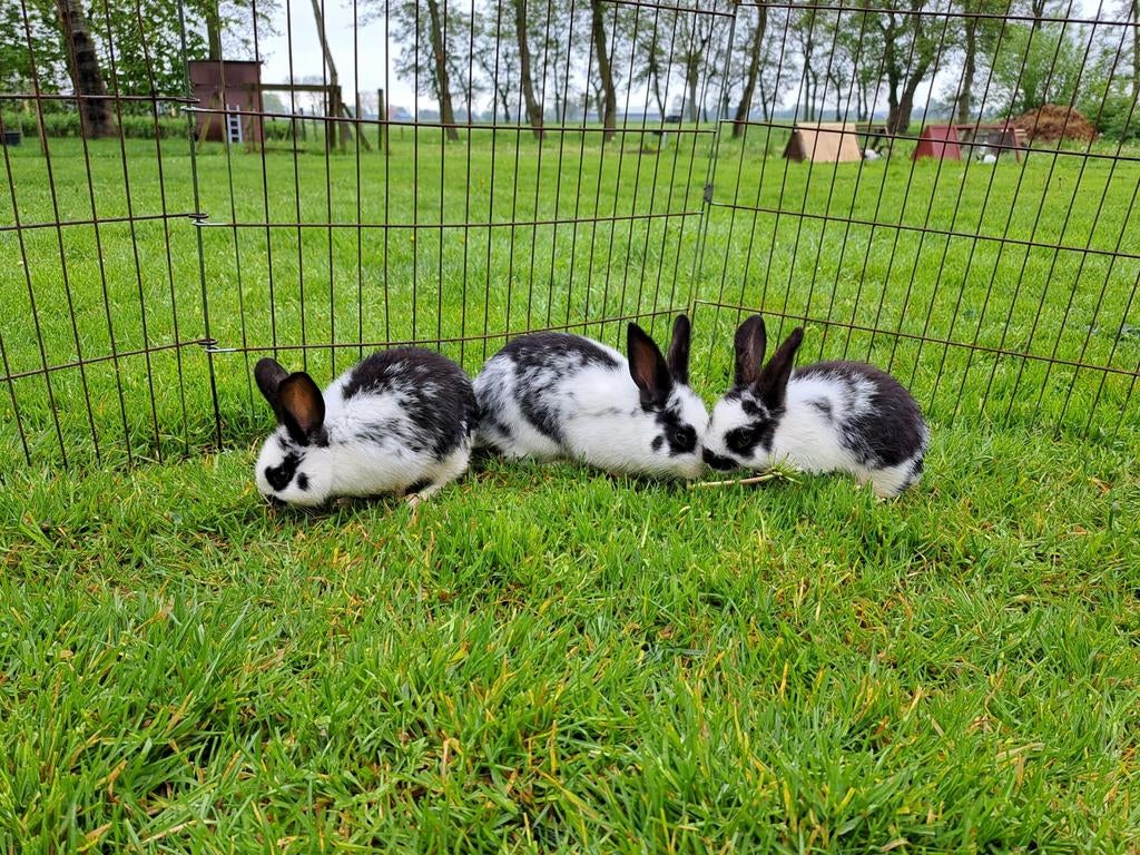 Leuke gespikkelde jonge konijntjes, Dieren en Toebehoren, Meerdere dieren, Middelgroot, 0 tot 2 jaar