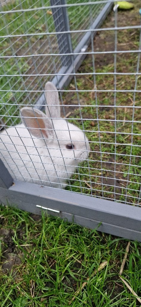 Babykonijntjes, Dieren en Toebehoren, Mannelijk, Middelgroot, 0 tot 2 jaar