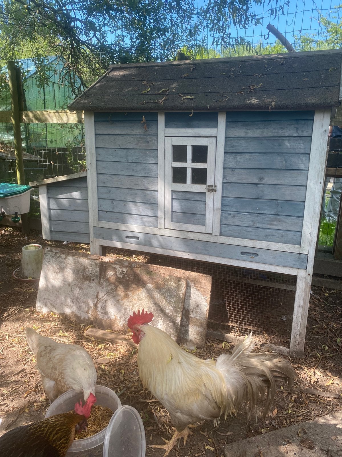 Lieve gezonde toom kippen te koop, Dieren en Toebehoren, Pluimvee, Meerdere dieren, Kip