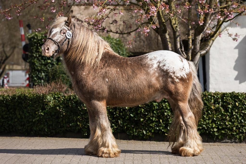 Zware Tinker Appaloosa Dekhengst ter dekking, Hengst