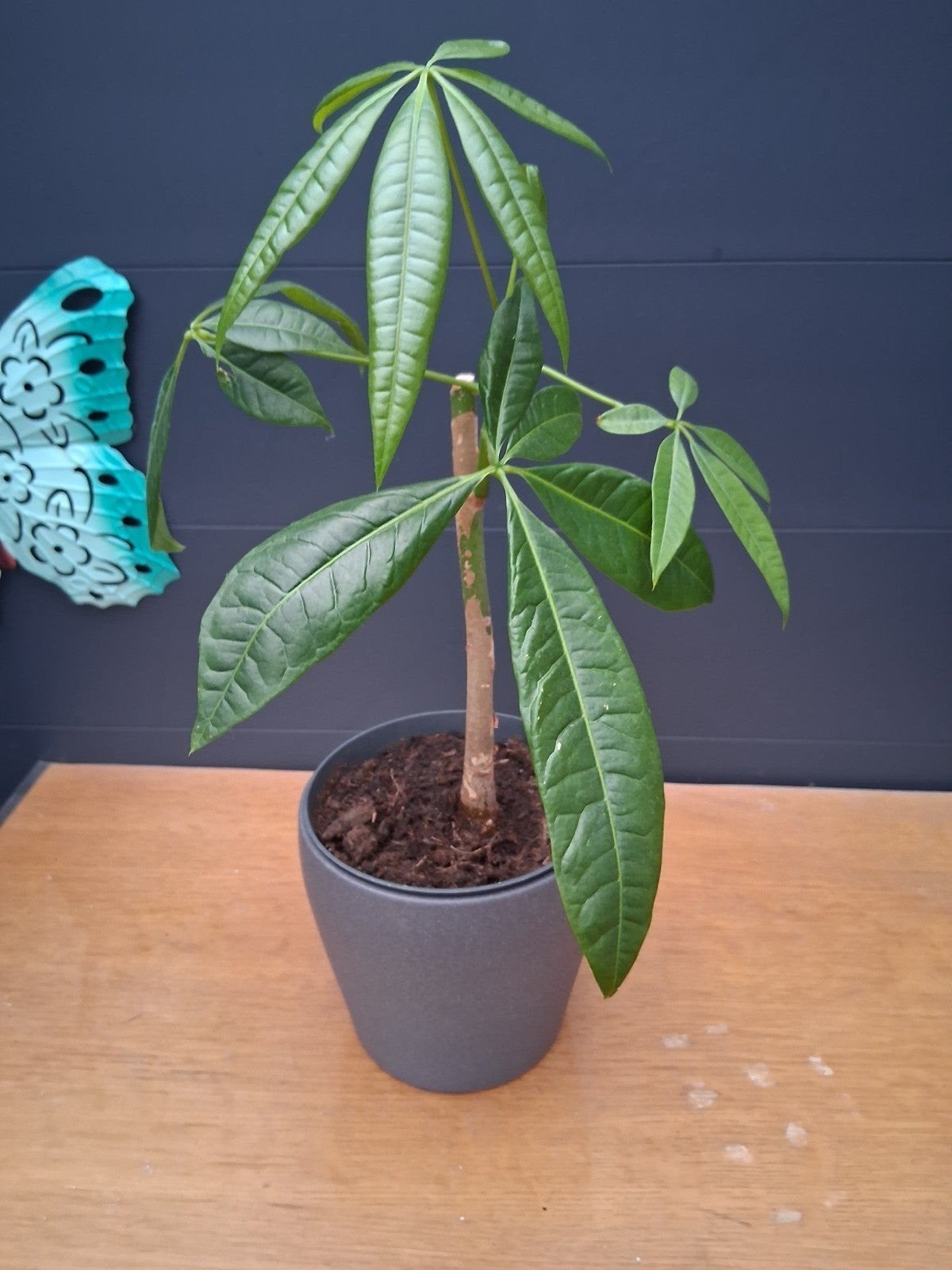Mooie Pachira Aquatica (Geldboom) in pot, Overige soorten, In pot, Minder dan 100 cm, Groene kamerplant