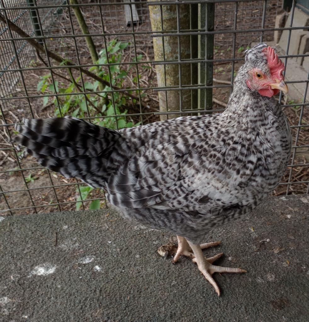 Jonge cream legbar haan(kleurlegger), Dieren en Toebehoren, Mannelijk, Kip