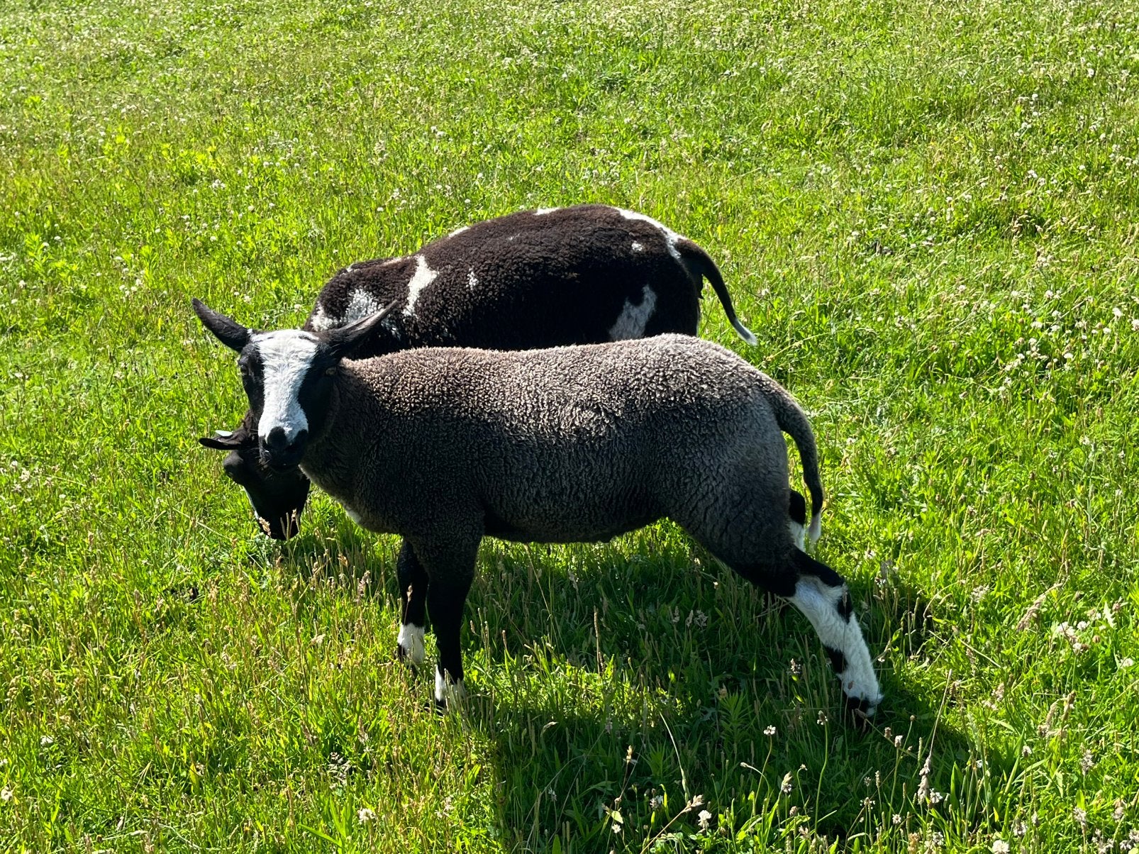 Mooie ram, Dieren en Toebehoren, Mannelijk, Schaap