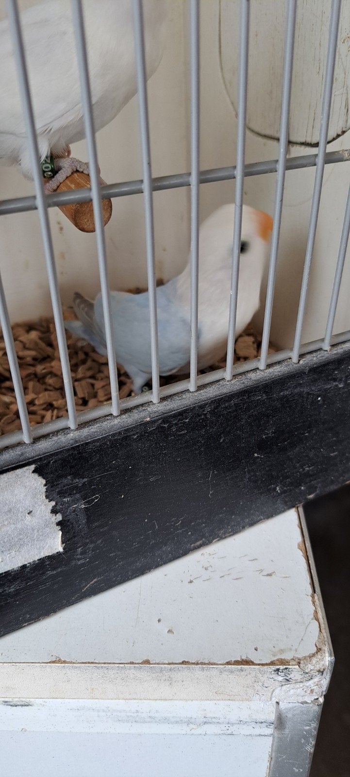 Agapornis Ficheri Blauw Dilute, Dieren en Toebehoren, Vogels | Parkieten en Papegaaien, Geslacht onbekend, Dwergpapegaai of Agapornis