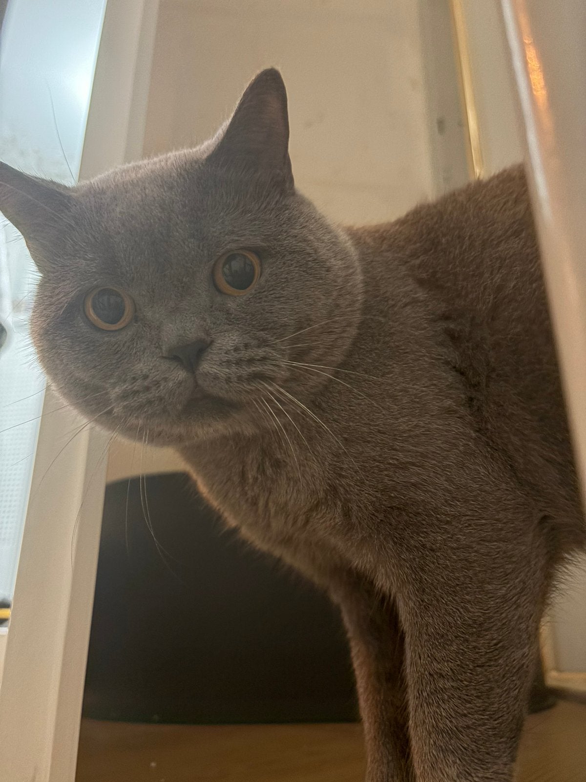 Britse korthaar Dekkater, Kater