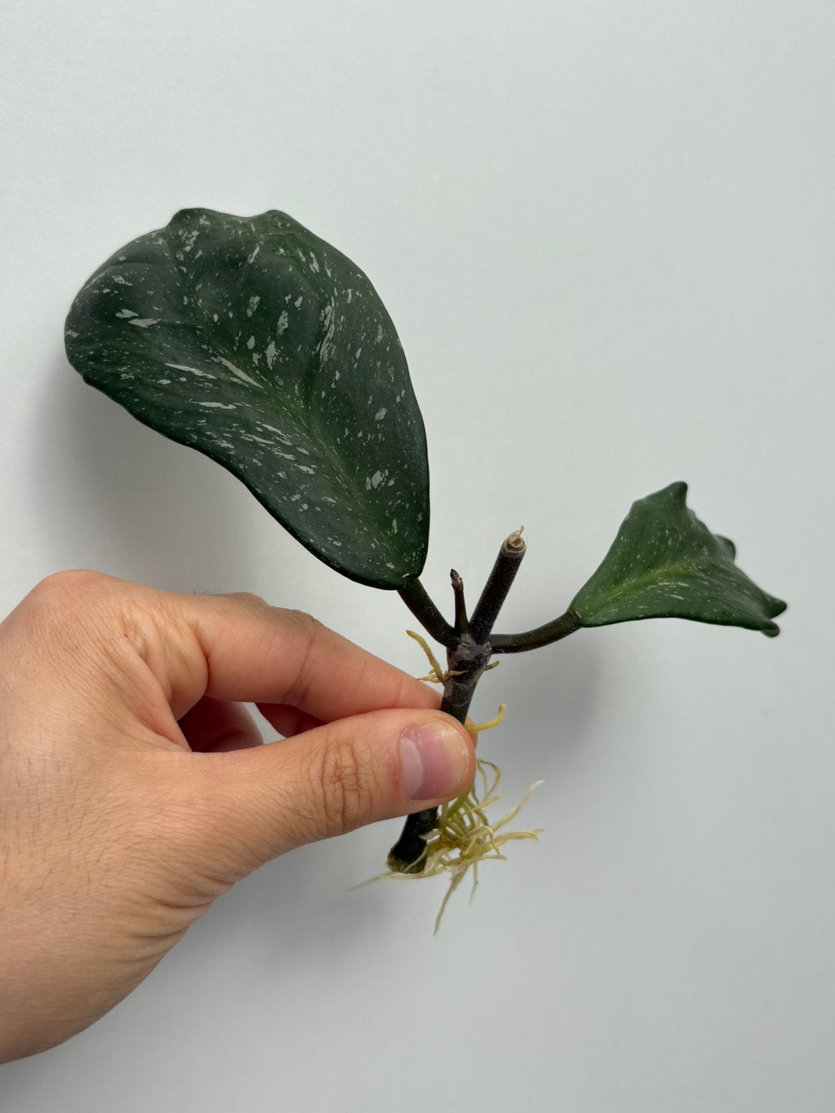Geworteld Hoya Obovata Stekje met Groeipunt [4], Huis en Inrichting, Kamerplanten, Ophalen of Verzenden, Halfschaduw, Minder dan 100 cm