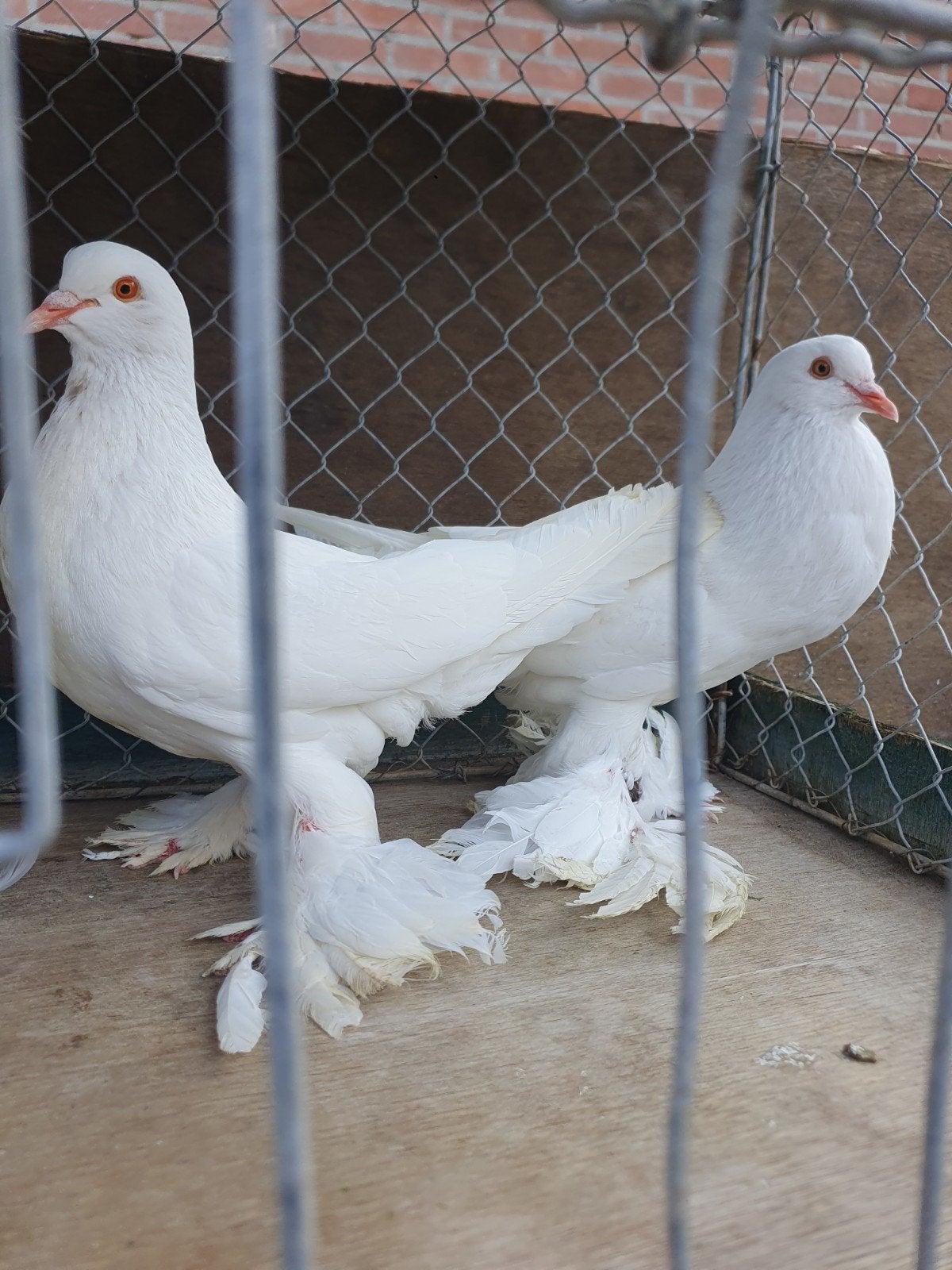 mooie hollandse kroppers Diverse kleuren, Dieren en Toebehoren, Vogels | Duiven, Meerdere dieren, Kropper