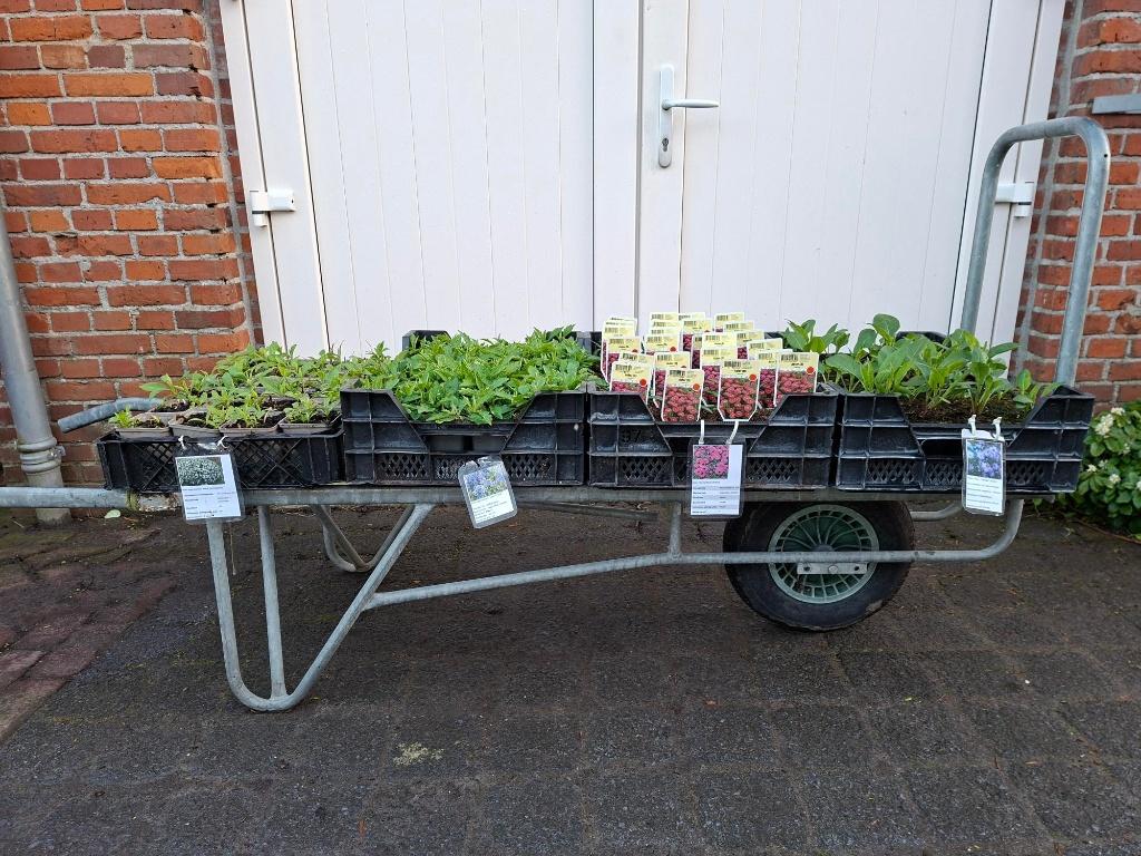 Diverse mooie soorten Aster/ Asters in pot!, Tuin en Terras, Planten | Tuinplanten, Ophalen, Overige soorten, Volle zon
