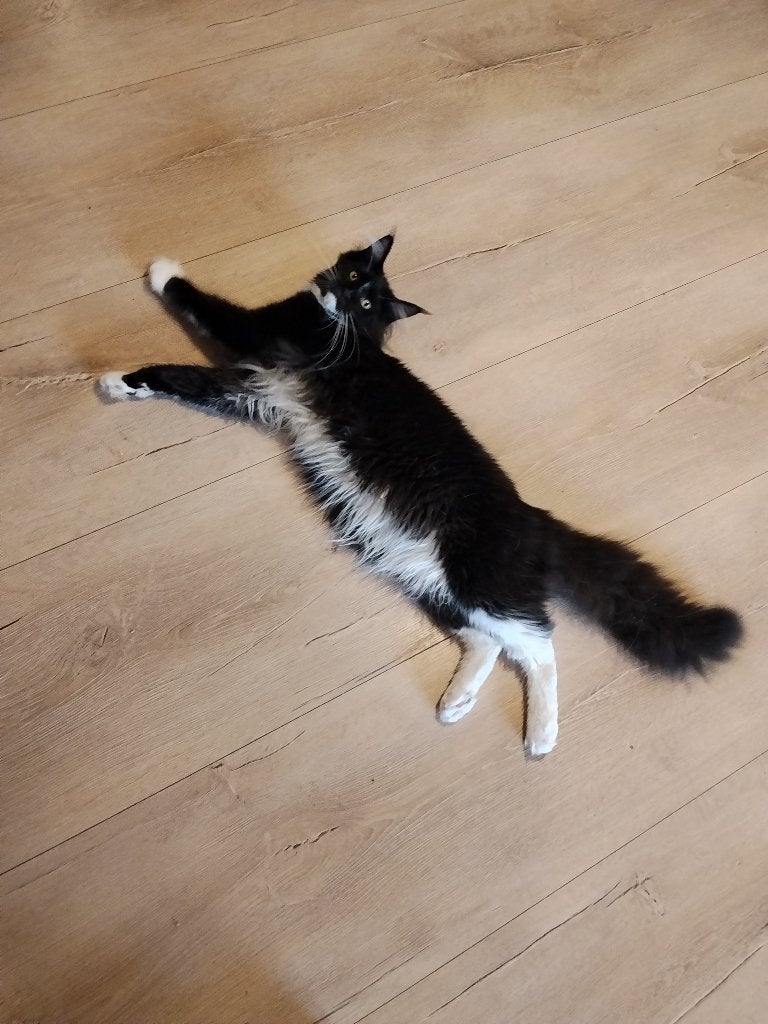 Russische Maine Coon kitten kater, Poes, Ontwormd, 0 tot 2 jaar