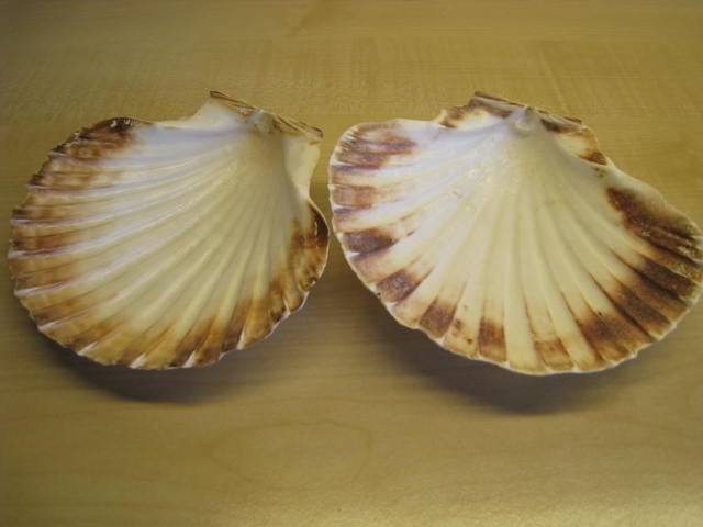 2 schelpen voor Coquilles Saint Jacques, in perfekt staat!!, Huis en Inrichting, Keuken | Servies, Ophalen, Gebruikt, Bord(en)