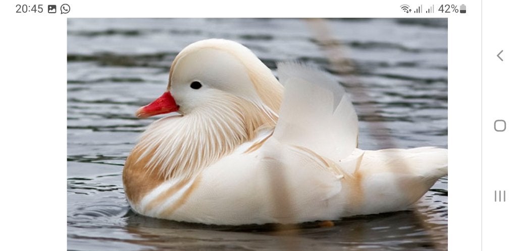 witte mandarijneenden/ siereenden, Meerdere dieren, Eend