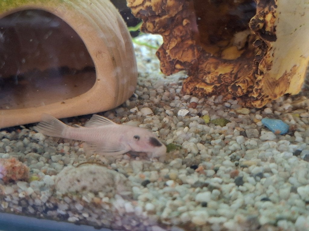 Unieke Snow white short fin l144, Dieren en Toebehoren, Vis, Zoetwatervis