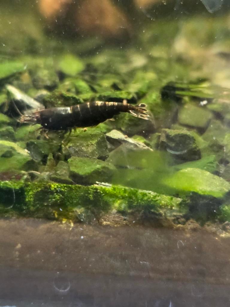 Black Rose Neocaridina Garnalen, Dieren en Toebehoren, Kreeft, Krab of Garnaal, Zoetwatervis, Schoolvis
