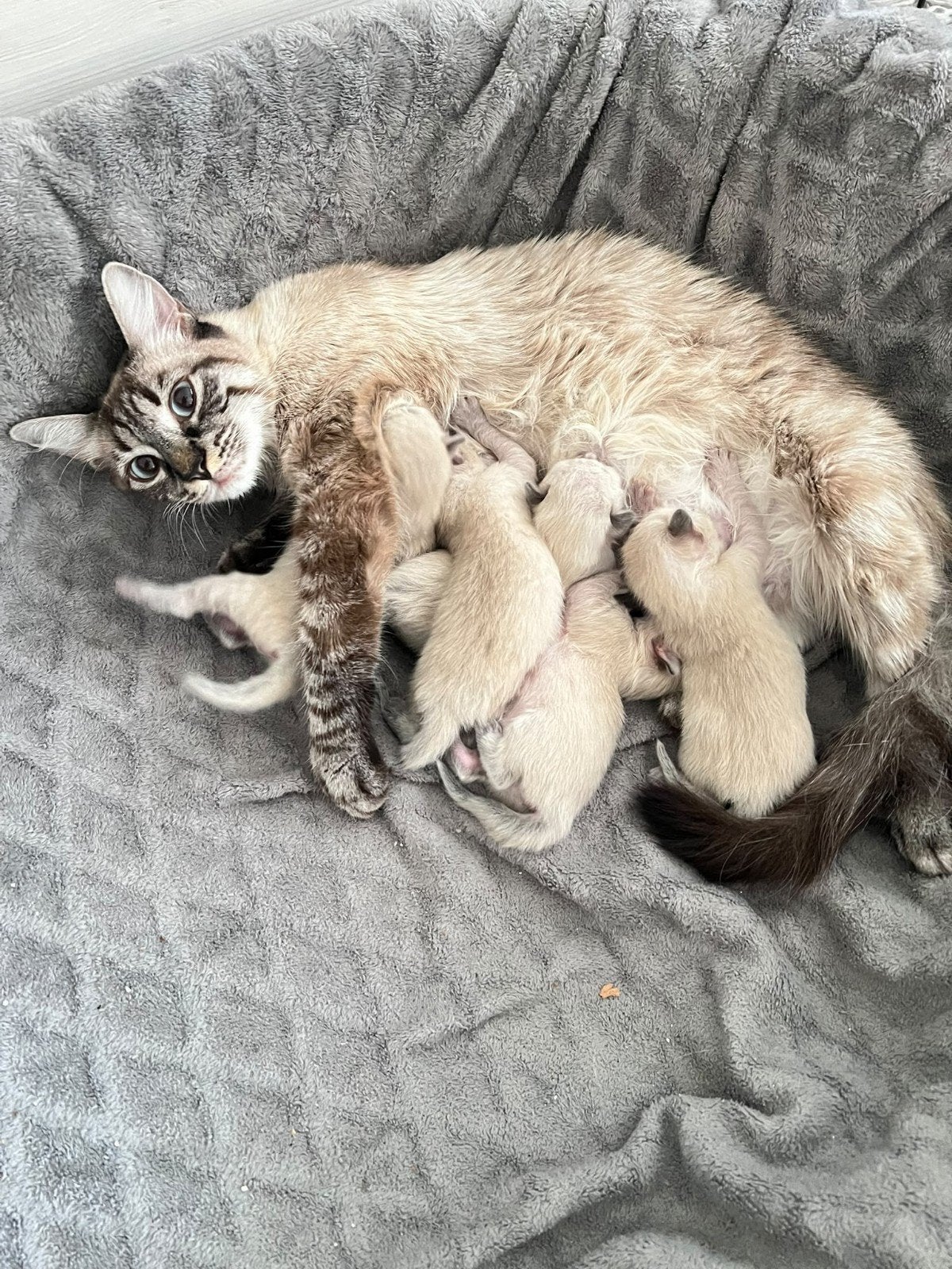 Prachtige kittens met blauwe ogen – Lynx Point / Siamees, Meerdere dieren, Kortharig, 0 tot 2 jaar