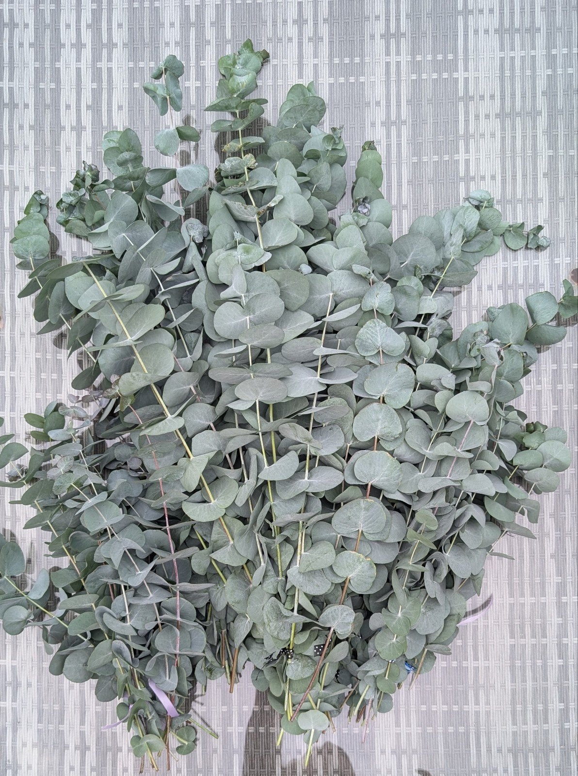 Verse Eucalyptus takken - gesnoeid van eigen struik, Tuin en Terras, Volle zon, Vaste plant, Bloeit niet, Ophalen