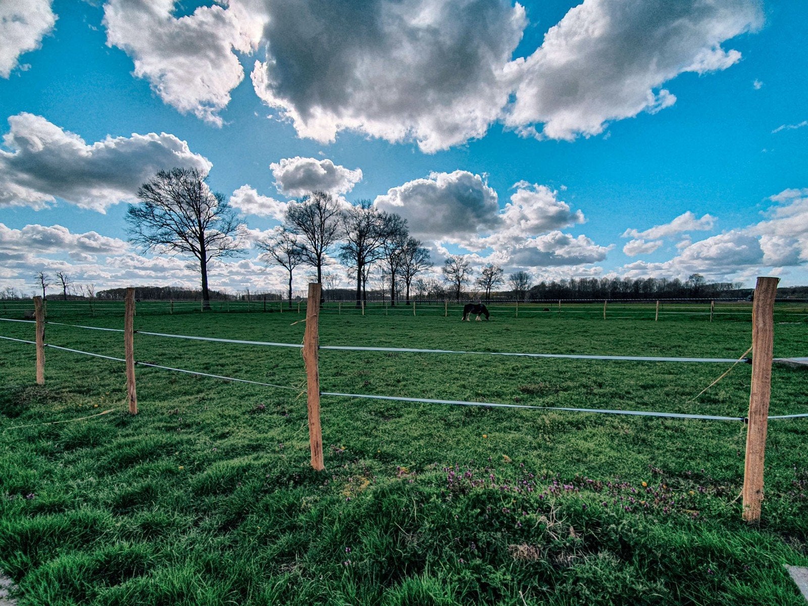 Weiland gezocht in of omgeving Heerenveen, Dieren en Toebehoren, Stalling en Weidegang