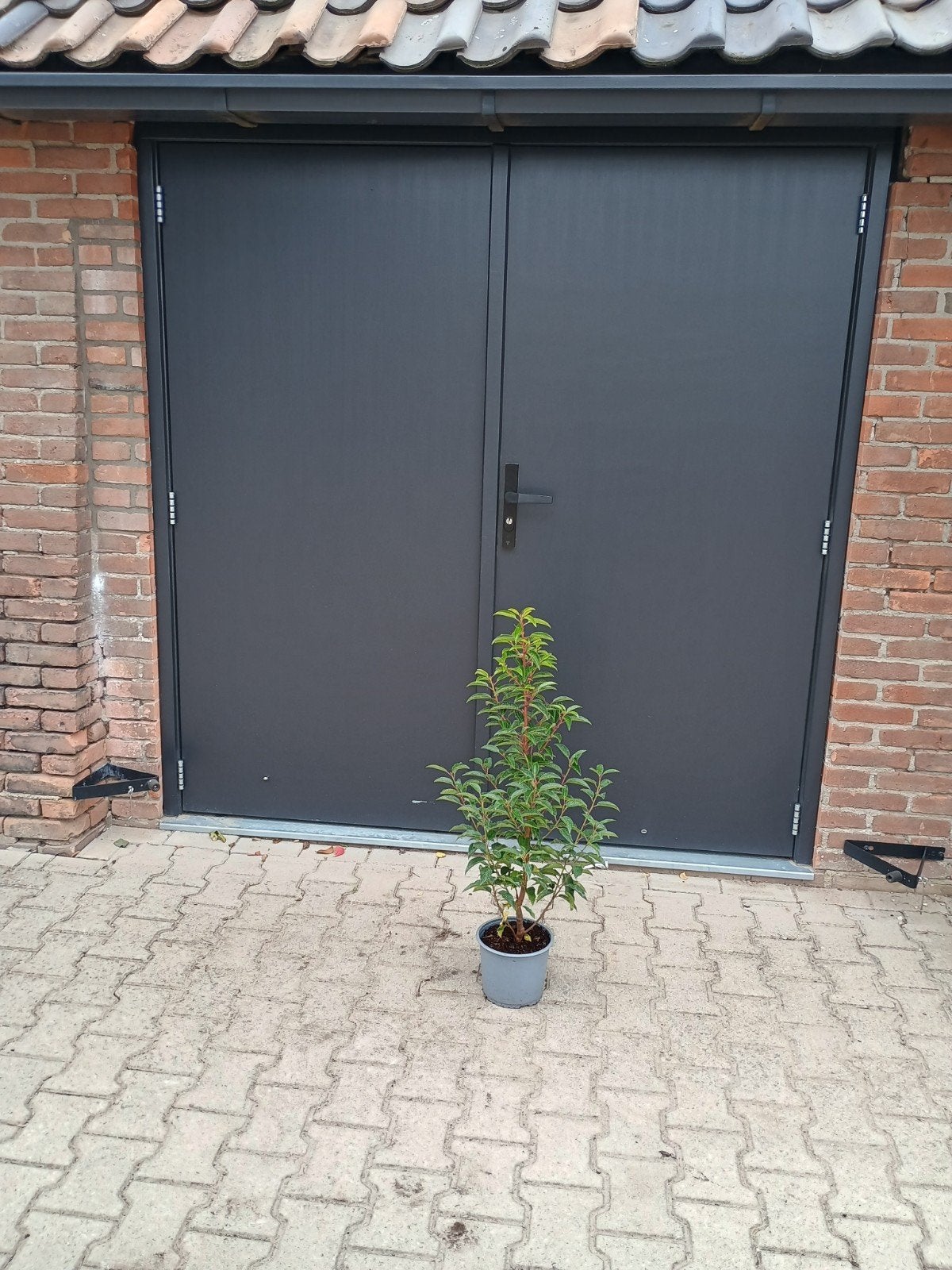 Portugese Laurier haagplant, Tuin en Terras, Vaste plant, Bloeit niet, Halfschaduw, Ophalen