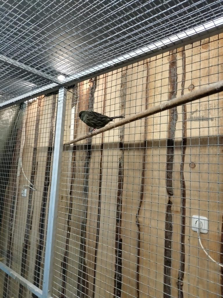Gezocht Groene kanarie poppen, Dieren en Toebehoren, Vogels | Parkieten en Papegaaien