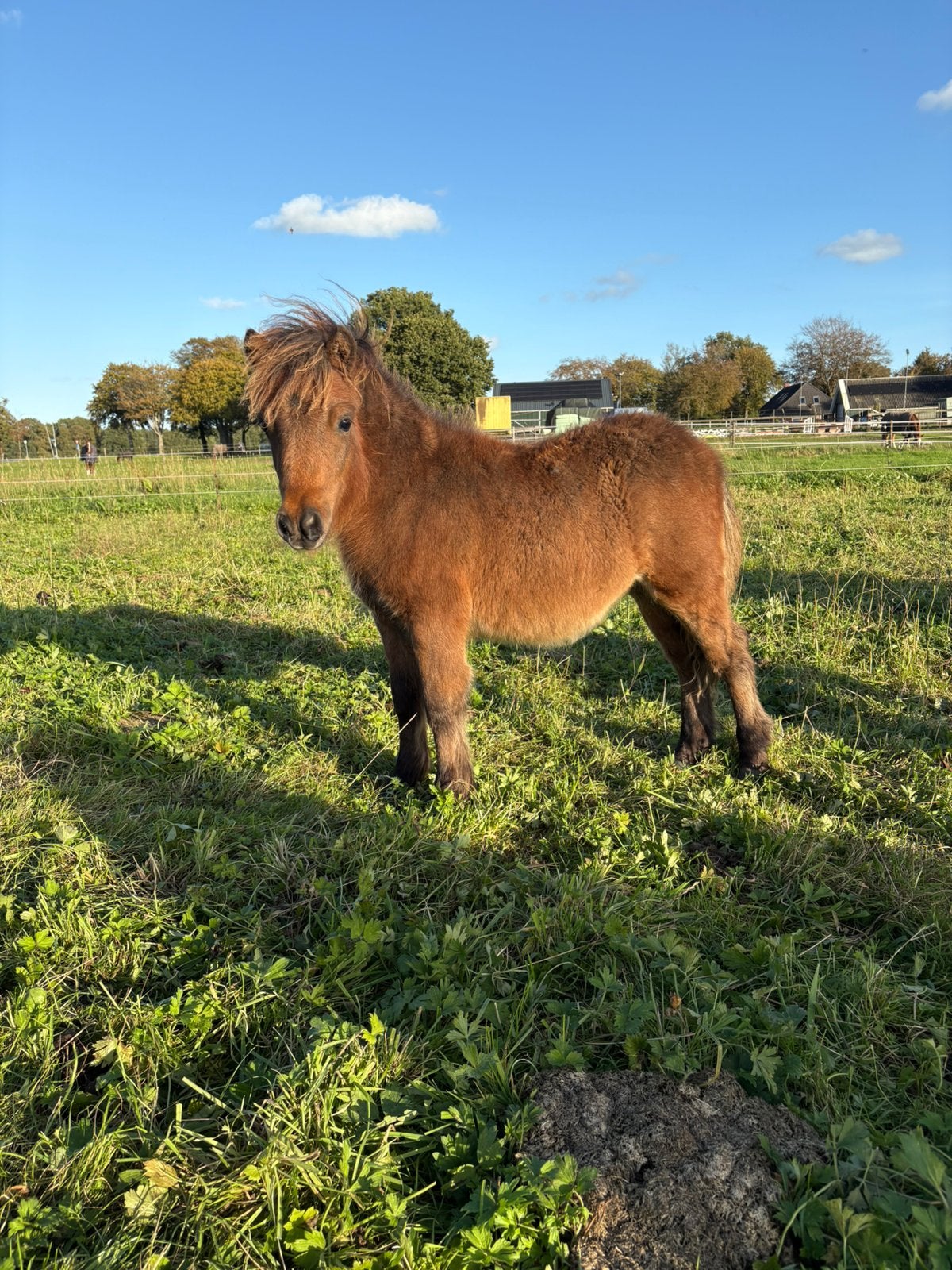 Nsps/shetlander/veulen, Dieren en Toebehoren, Hengst