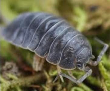 Porcellio leavis black, Dieren en Toebehoren, Insecten en Spinnen, Overige soorten