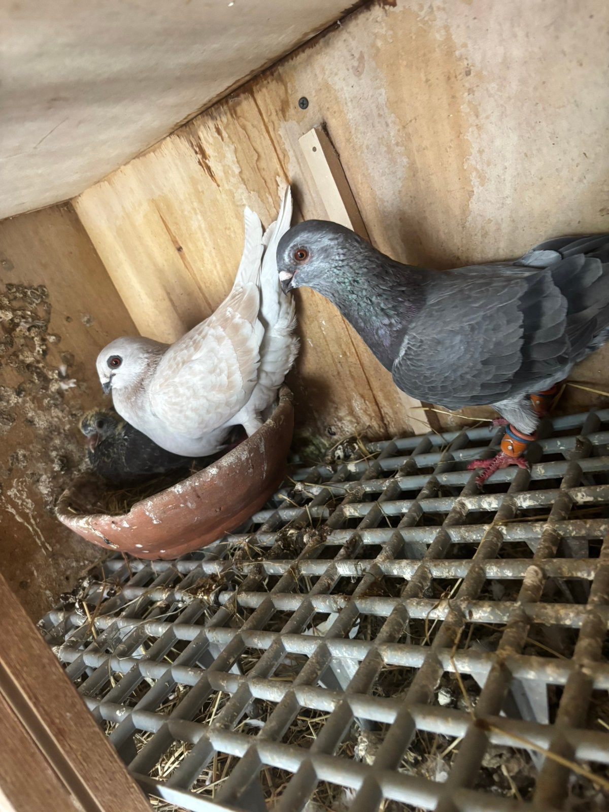 Koppel, Dieren en Toebehoren, Meerdere dieren