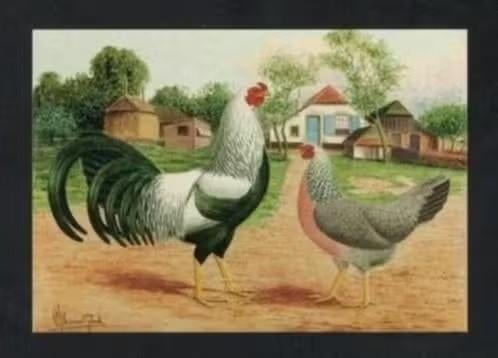 Pluimvee Kippen Twents Hoen Zilverpatrijs Boerderij Van Gink, Ophalen of Verzenden, 1980 tot heden, Ongelopen, Vogel