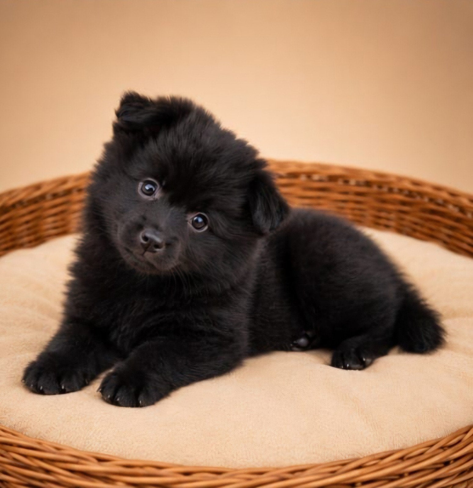 Super mooie gezonde pomeriaan(dwergkees) pups, 8 tot 15 weken, Meerdere, Meerdere dieren, Nederland