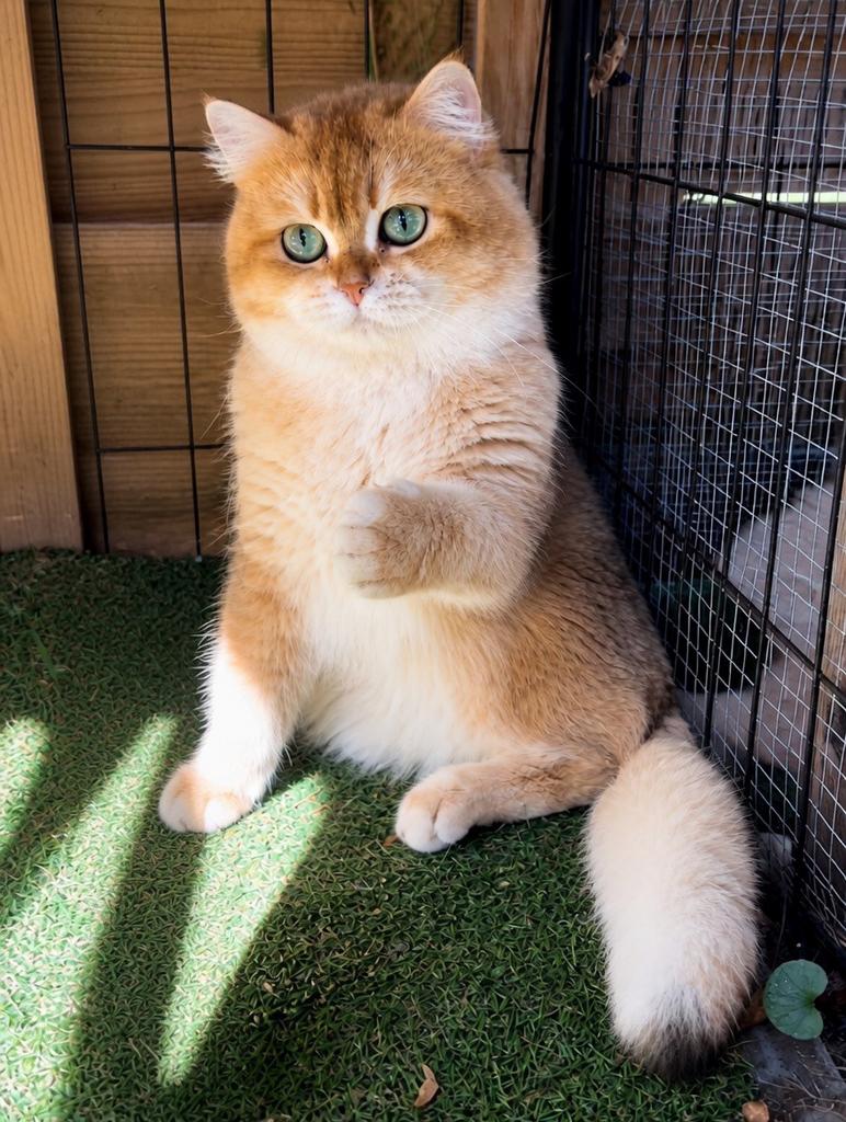 Brits korthaar dekkater ( niet te koop), Dieren en Toebehoren