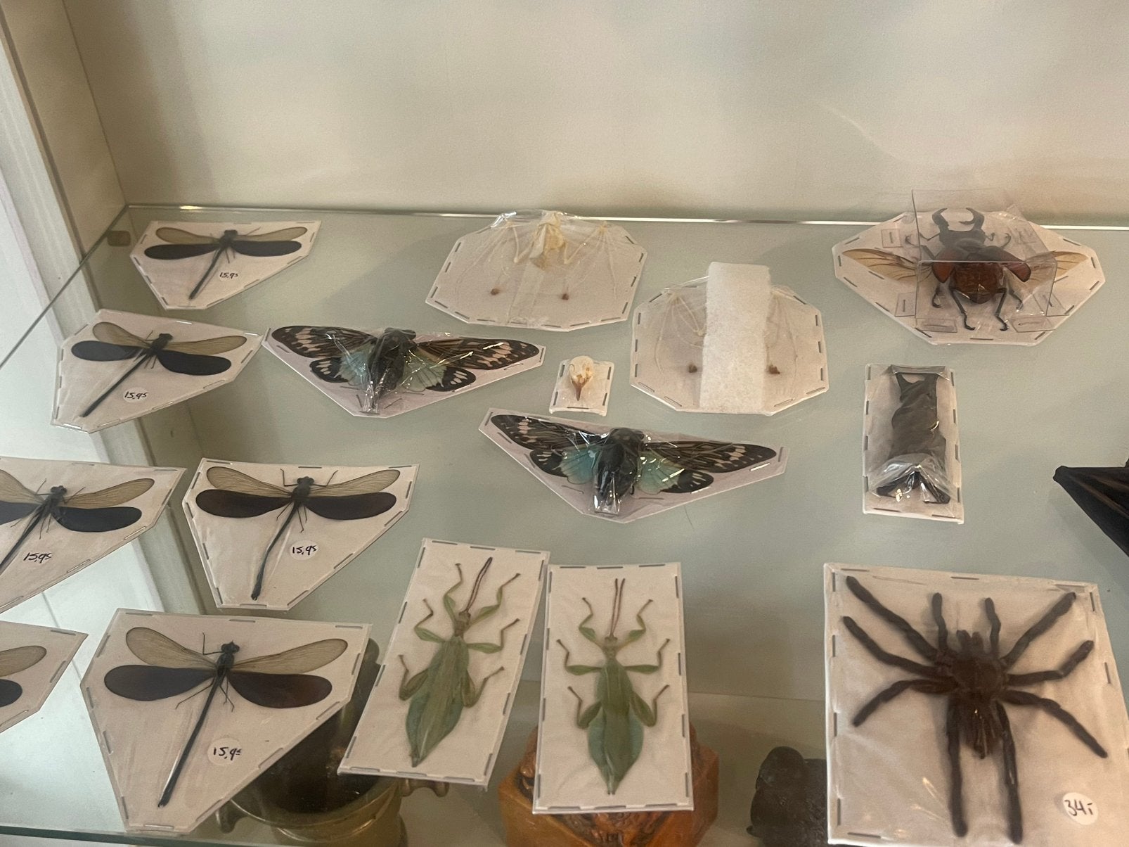 Diverse opgezetten dieren, Ophalen of Verzenden, Zo goed als nieuw, Beeldje of Figuurtje