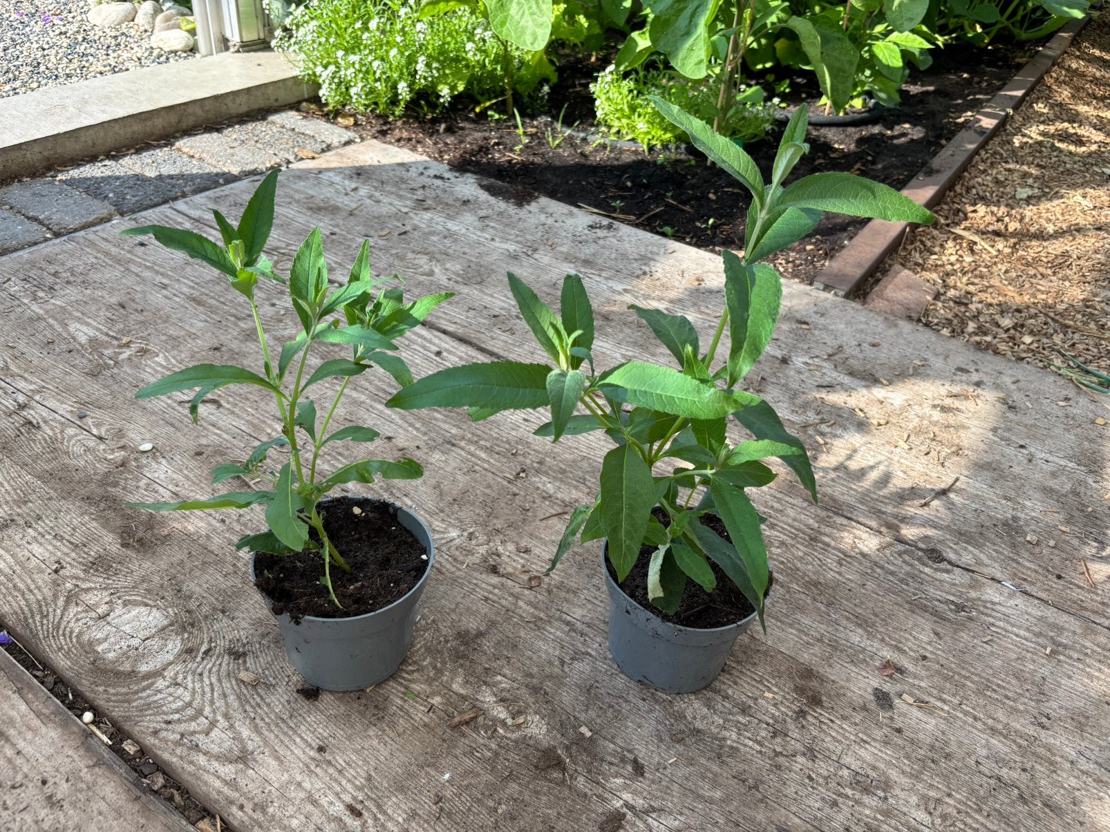 Mooie jonge vlinderstruiken, paars., Tuin en Terras, Planten | Struiken en Hagen, Ophalen, Vlinderstruik, Minder dan 100 cm