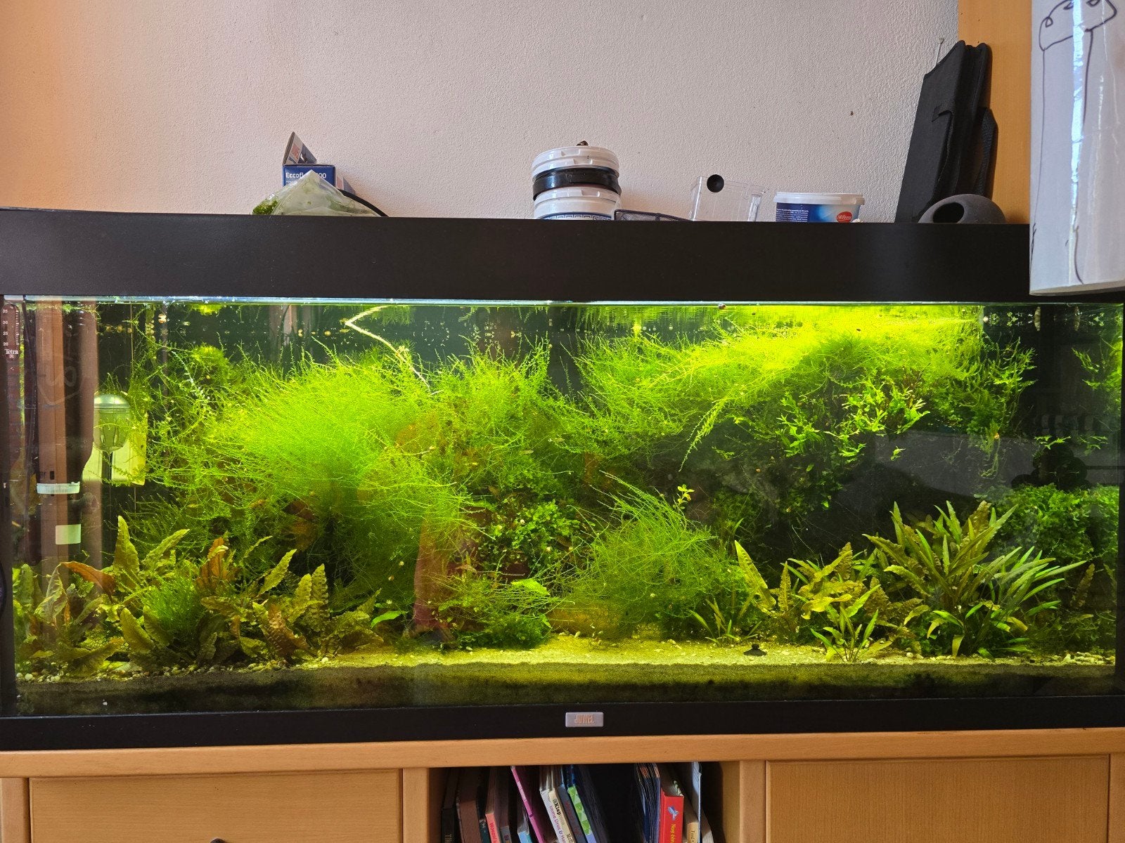 aquarium planten, Java mos, Overige typen, Zoetwatervis