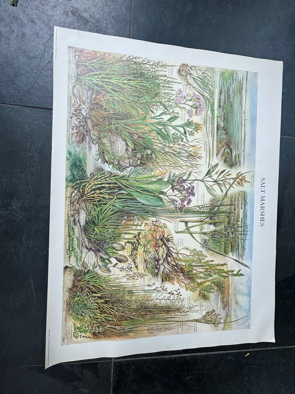 Natuurhistorische poster, salt marshes, a1 formaat, Ophalen of Verzenden, A1 t/m A3, Dier of Natuur