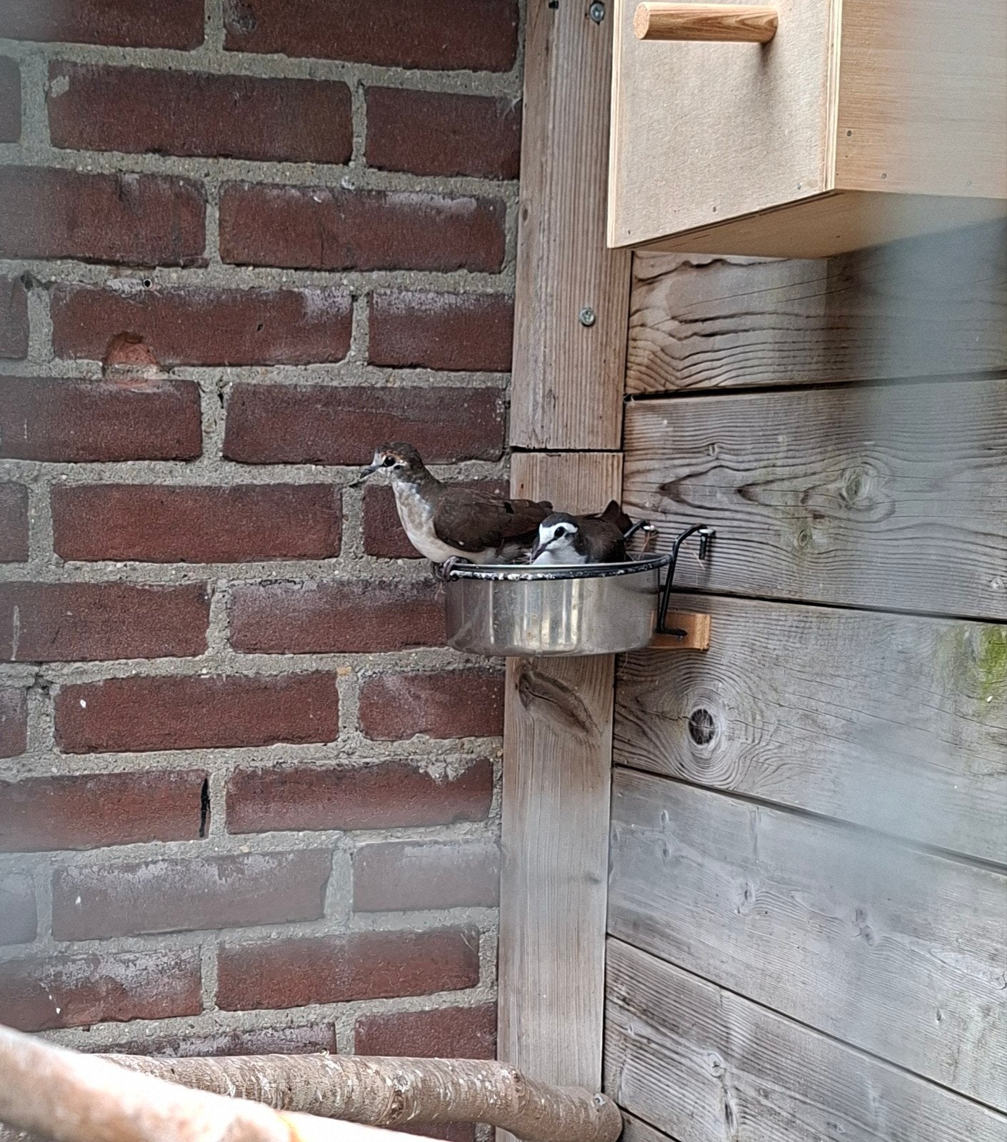 Tamboerijn duifje te koop, Mannelijk