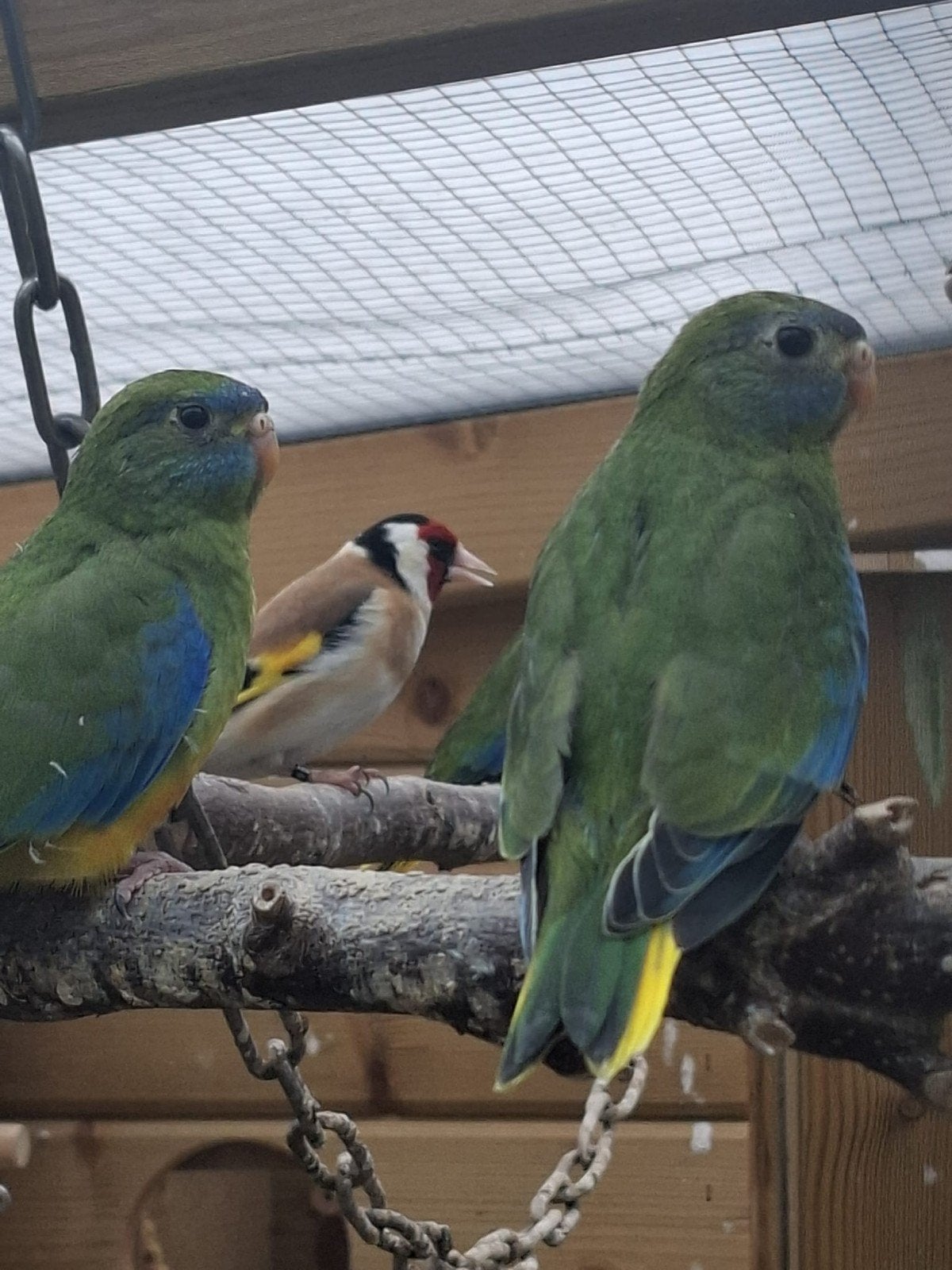 4 mooie jonge turquoisine parkieten te koop, Meerdere dieren, Parkiet