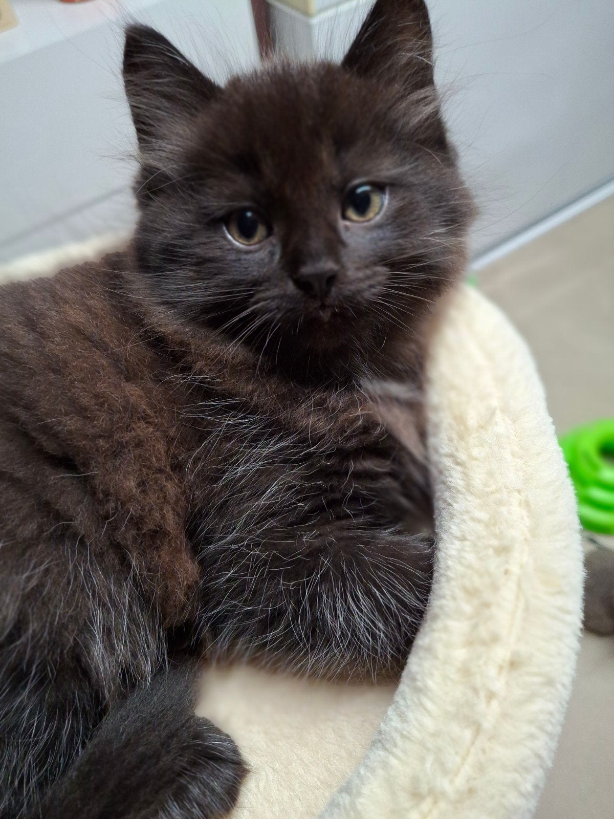 mooie ragdoll kittens langharig, Meerdere dieren, Ontwormd, 0 tot 2 jaar