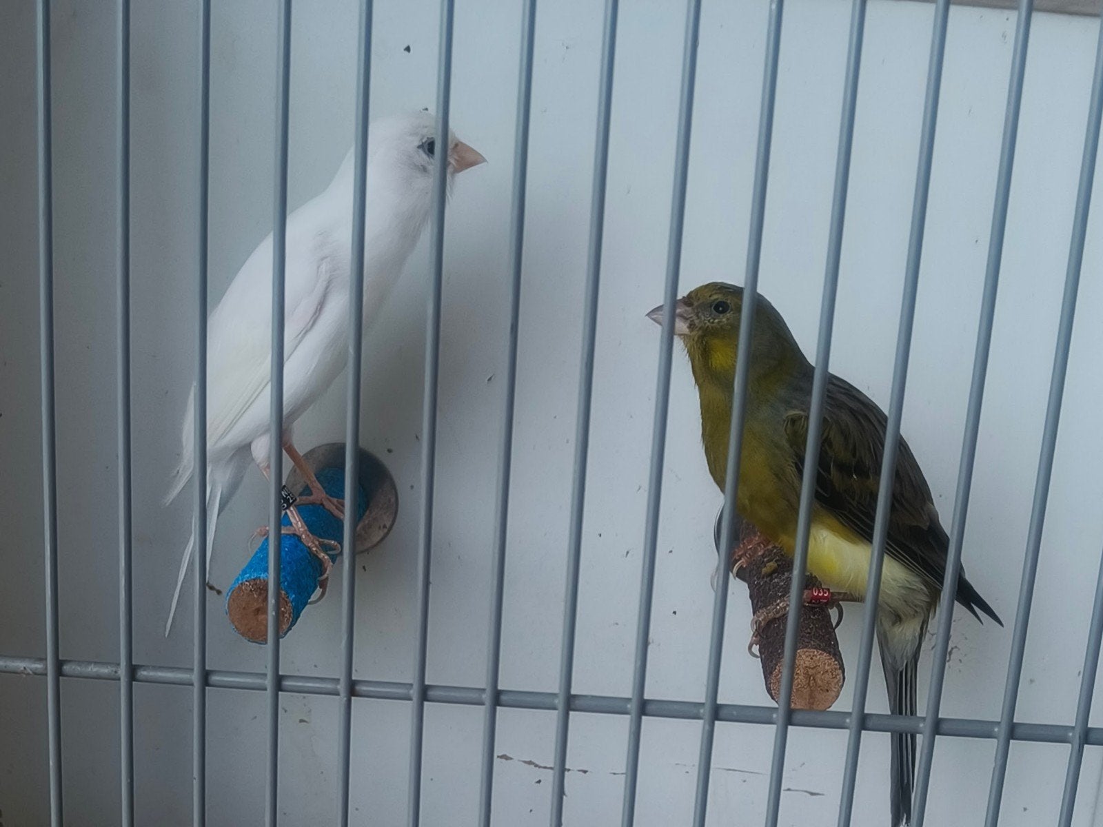 koppel Raza kanaries met een Ruime kooi €60,, Meerdere dieren, Zangkanarie