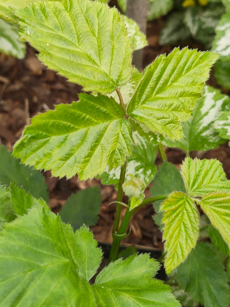Doornloze braam stek ±1 meter lang - Dit jaar nog fruit!!, Volle zon, Vaste plant, Ophalen of Verzenden, Zomer