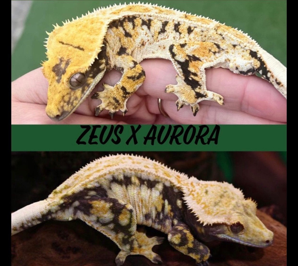 Twee Wimpergekko’s Correlophus ciliatus Crested Gecko photo 4