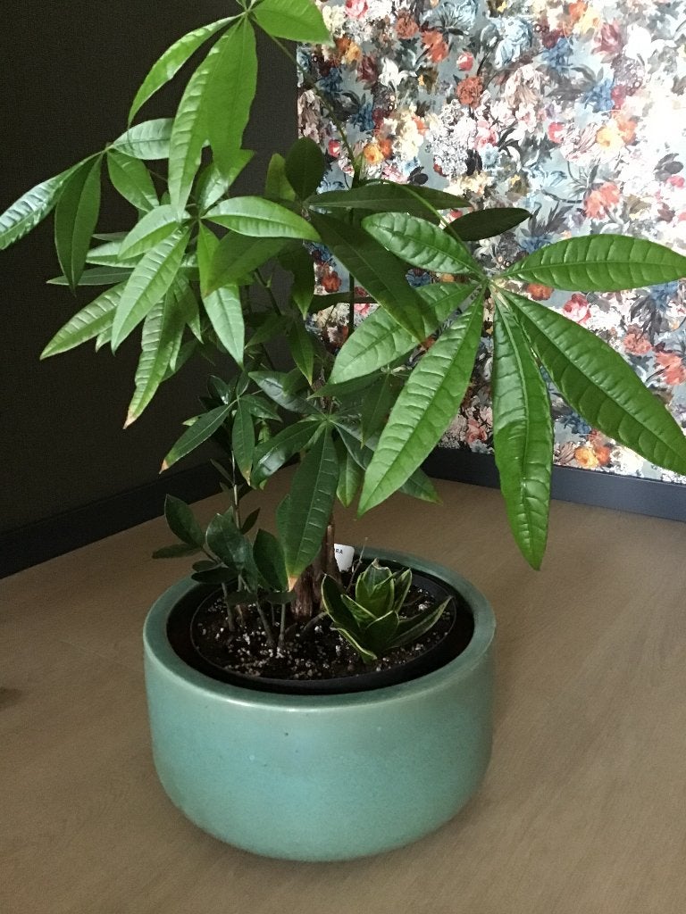 Kamerplanten evt met sierpot, Ophalen, Overige soorten, Halfschaduw, Minder dan 100 cm