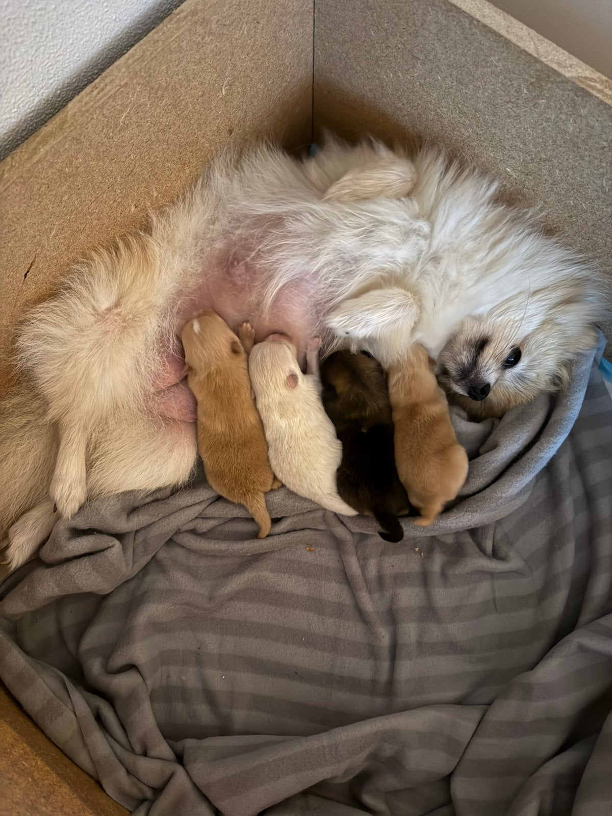 Pomeriaan pups, Overige rassen, 8 tot 15 weken, Meerdere, Meerdere dieren