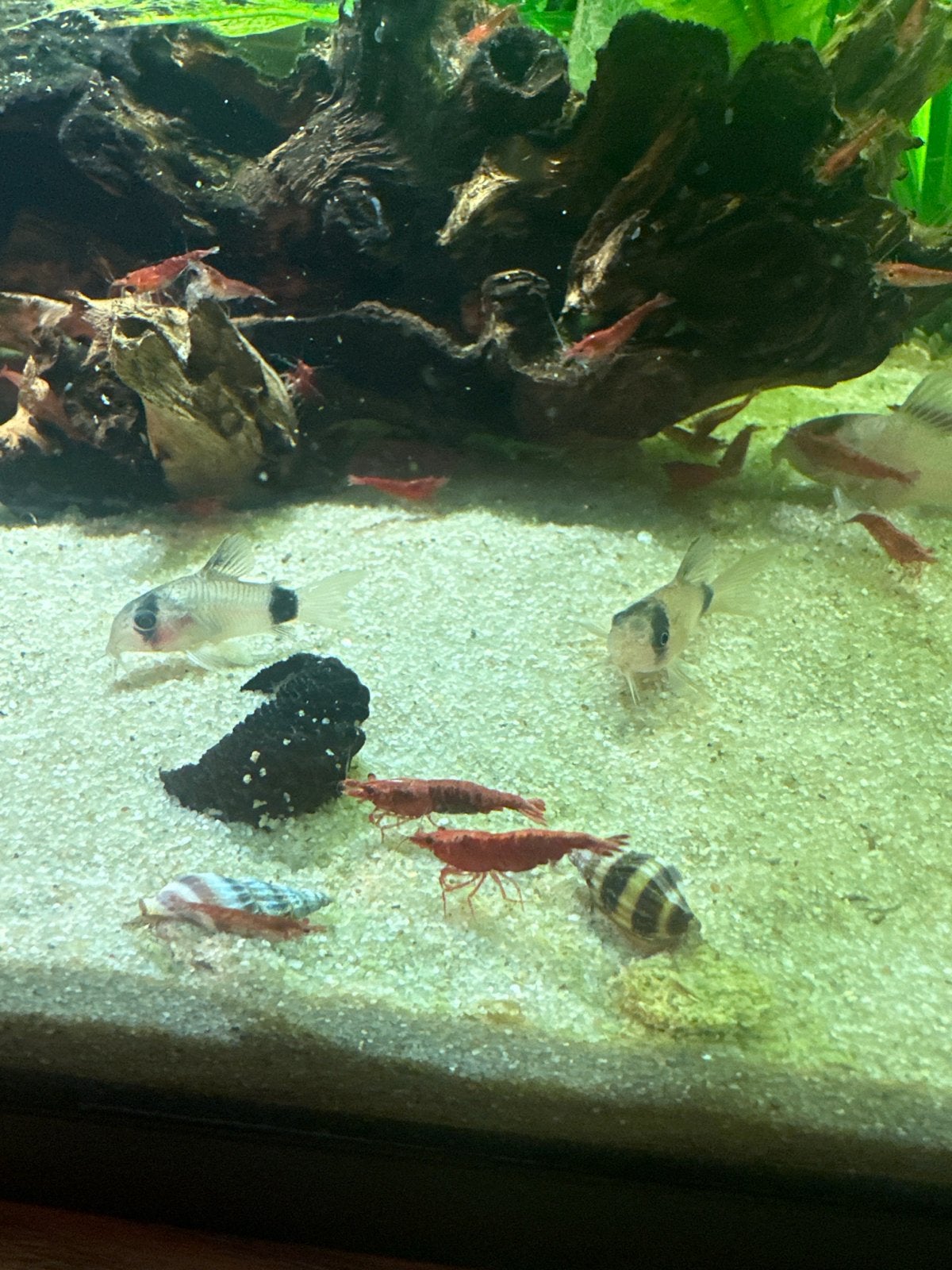 Helena slak, Dieren en Toebehoren, Vissen | Aquariumvissen, Slak of Weekdier