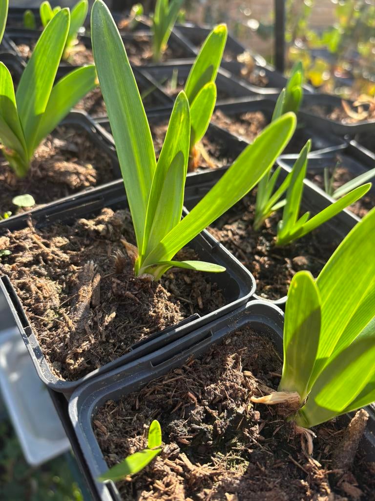 Agapanthus, Ophalen, Overige soorten, Volle zon