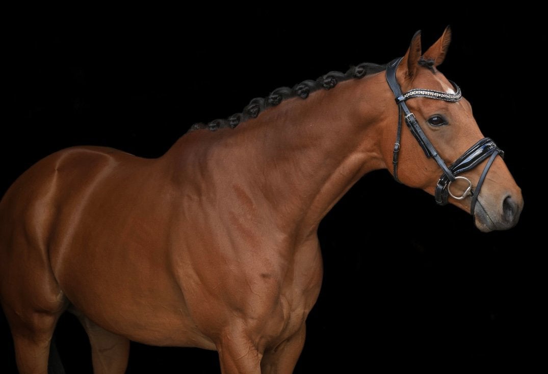 Allround merrie te koop, Dieren en Toebehoren, Merrie, Met stamboom, 3 tot 6 jaar, L