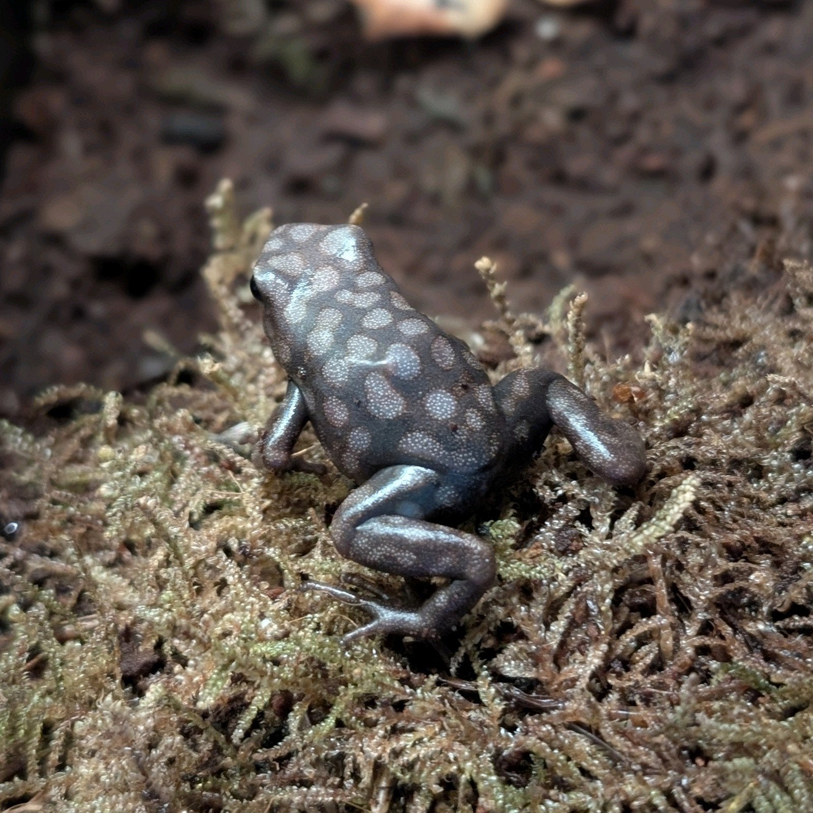 Dendrobates Auratus 'Pena Blanca', Amfibie, 0 tot 2 jaar