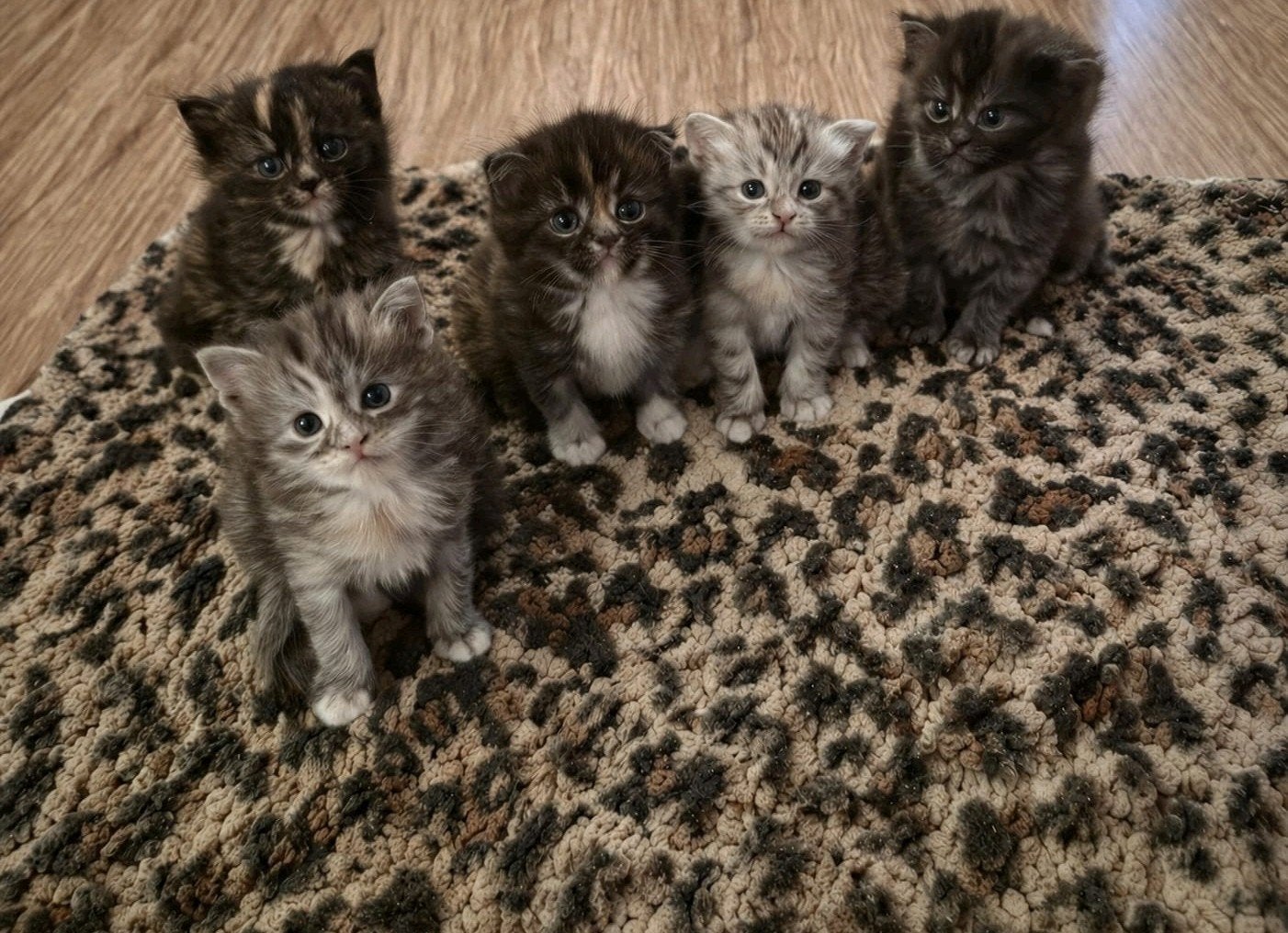 Main coon kittens, Meerdere dieren