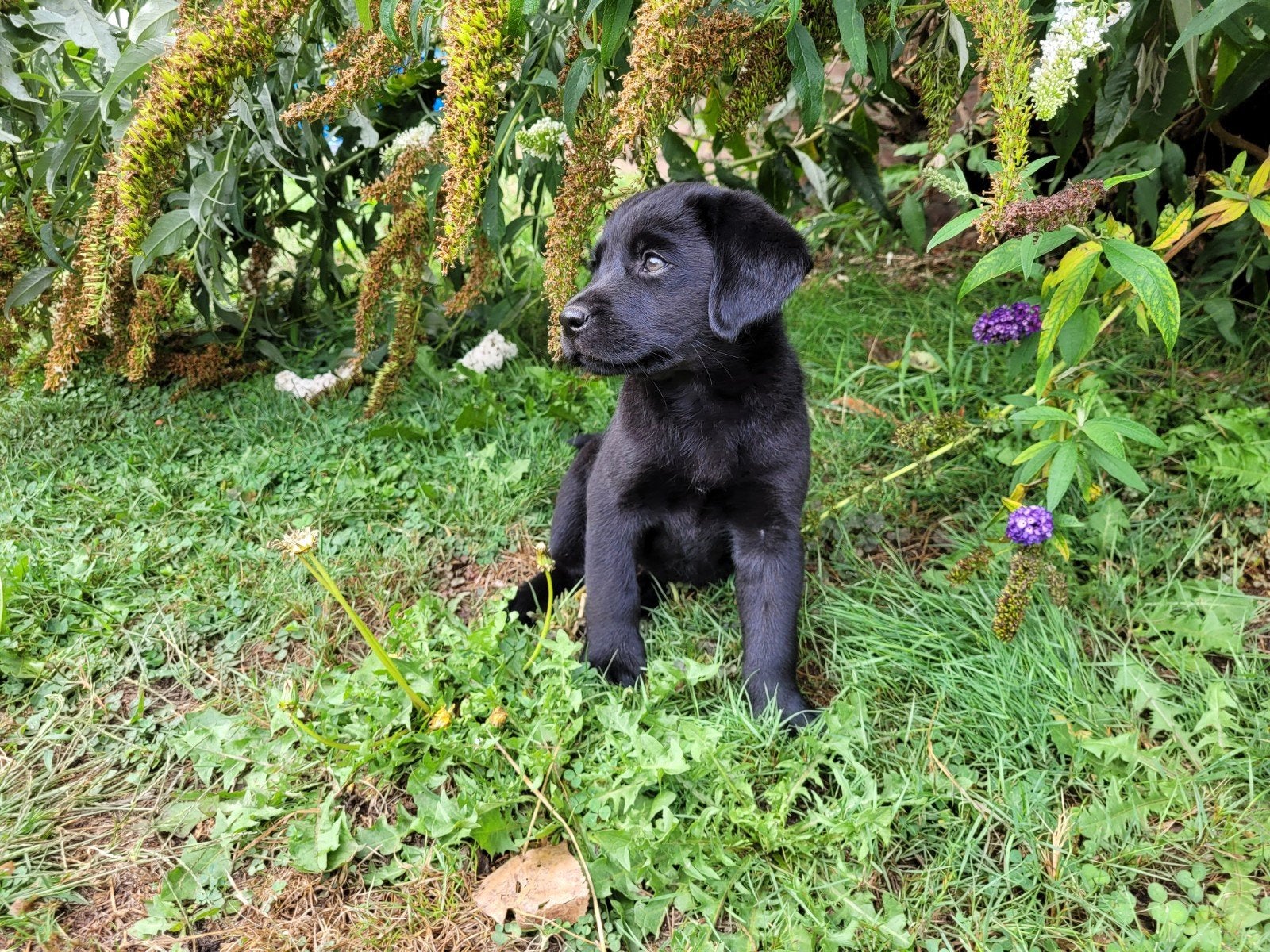 labrador X toller teefje, 8 tot 15 weken, Labrador retriever, Meerdere dieren, Eén hond