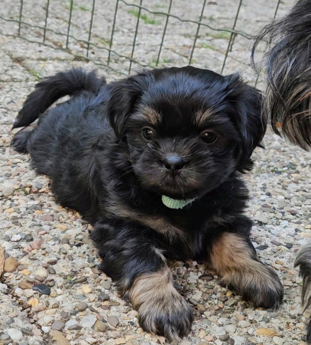 Laatste Shih-tzu boomer-Lhasa Apso pup, 8 tot 15 weken, Teef, Parvo, Eén hond