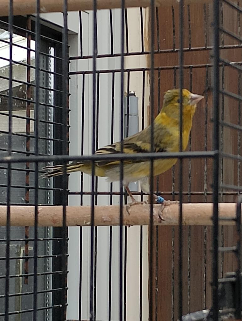 Bastaard , gereserveerd, Mannelijk, Wildzangvogel